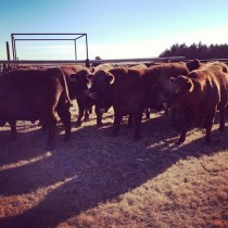 tumblr_metp2yrGi91rdz5kdo1_500