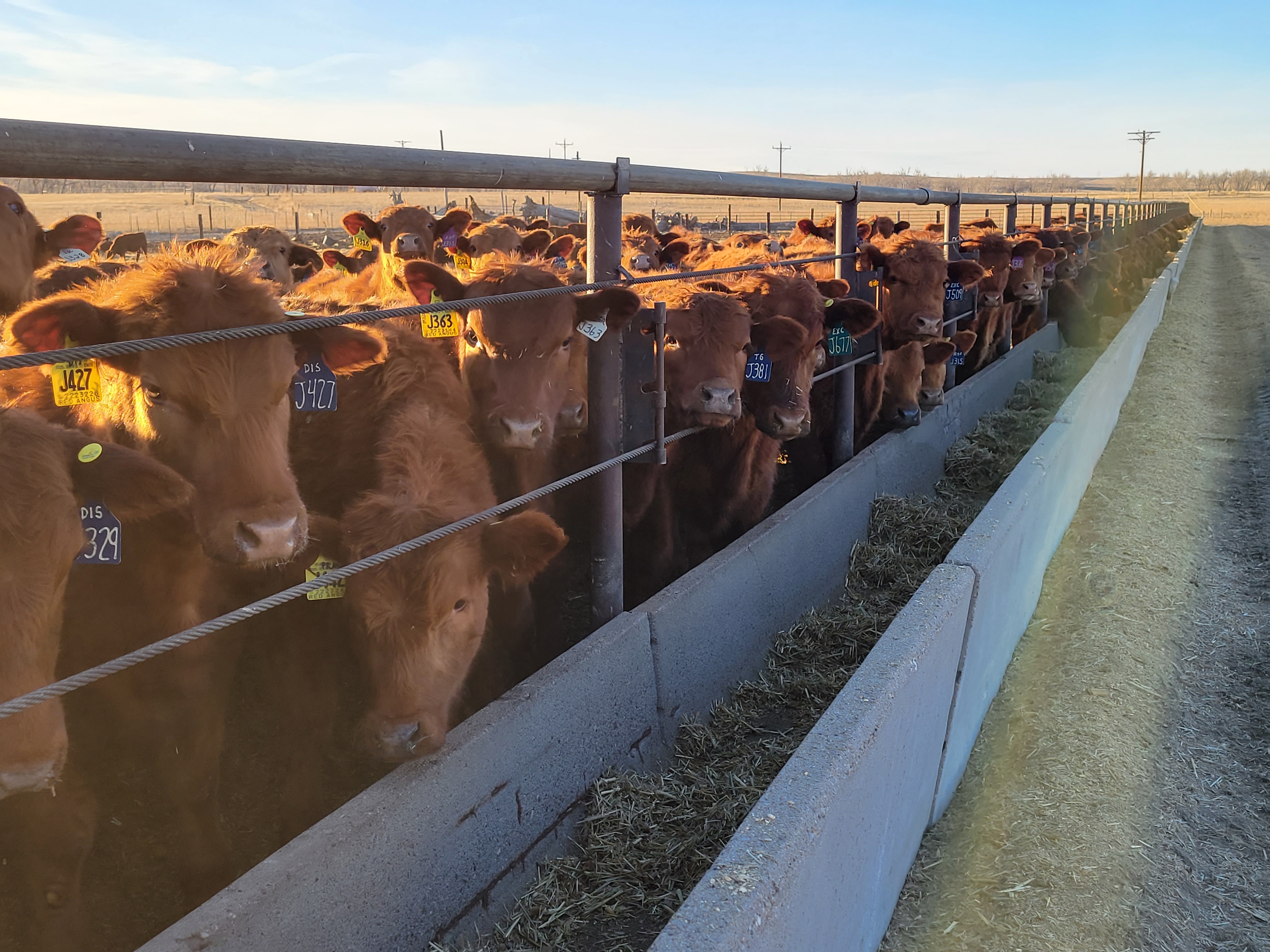 Solid Rock Red Angus | Seedstock Red Angus in the heart of Eastern Colorado